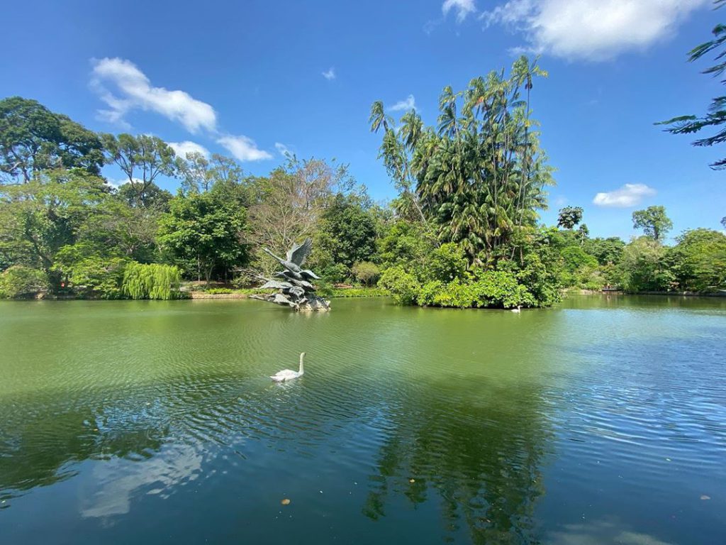 Pay a visit to Swan Lake, the oldest lake in Singapore Botanical Garden where you can watch beautiful swans glide through the waters.