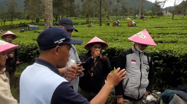 Tambi Tea Resort Wonosobo