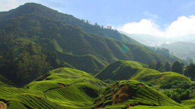 Areal perkebunan Teh Tambi