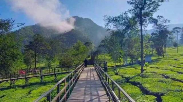 Kebun-Teh-Tambi